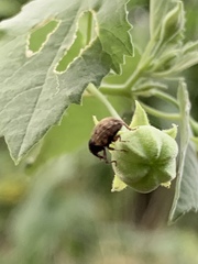 Pheloconus cribricollis