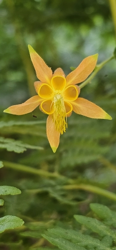 iNaturalist observation photo of western columbine