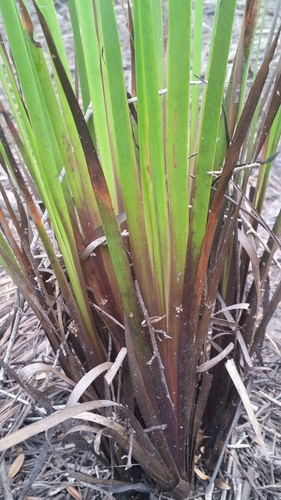 Image of Xyris stricta by (c) Jay Horn, some rights reserved (CC BY)
