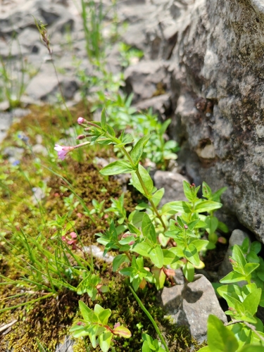 Image of Epilobium alsinifolium by (c) Ljaž, some rights reserved (CC BY)