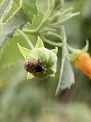 Pheloconus cribricollis