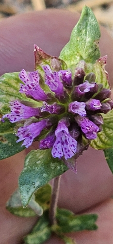 iNaturalist observation photo of Brewer's Monardella