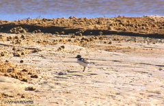 Charadrius hiaticula