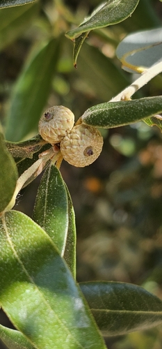 iNaturalist observation photo of canyon live oak