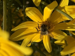 Bombus mixtus