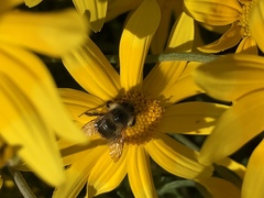 Bombus mixtus