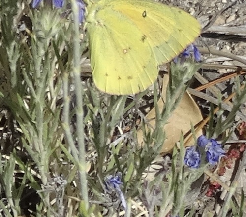 iNaturalist observation photo of Orange Sulphur