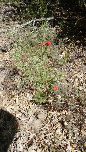 iNaturalist observation photo of Camp Martin paintbrush
