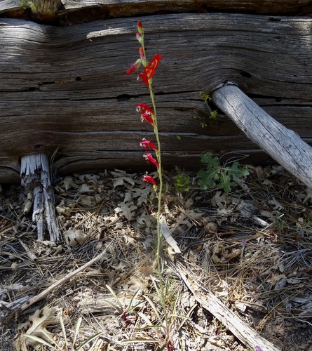 iNaturalist observation photo of San Gabriel beardtongue