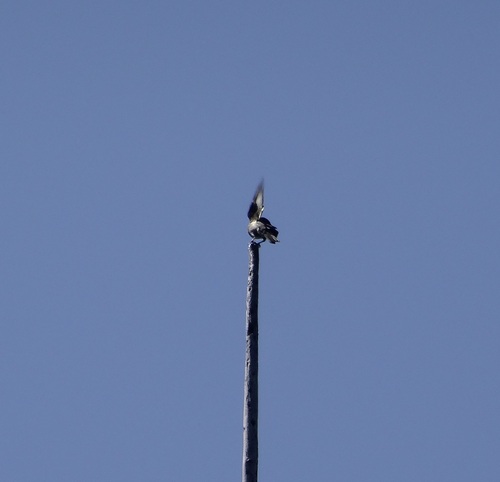 iNaturalist observation photo of Olive-sided Flycatcher