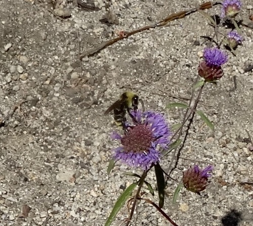 iNaturalist observation photo of California Bumble Bee
