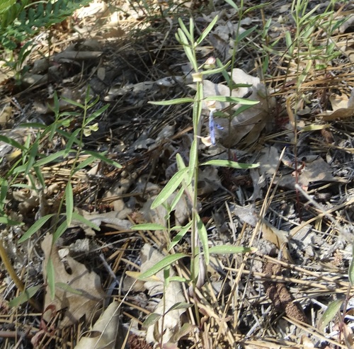 iNaturalist observation photo of Grayleaf Skullcap
