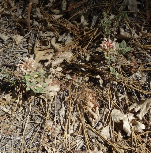 iNaturalist observation photo of Yellow monardella