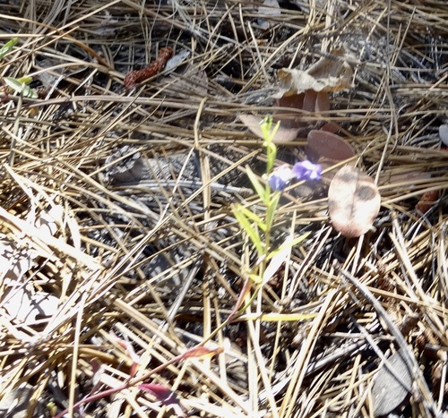 iNaturalist observation photo of Grayleaf Skullcap