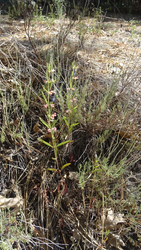 iNaturalist observation photo of Grayleaf Skullcap
