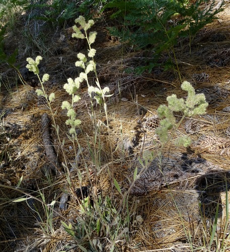 iNaturalist observation photo of Mountain Phacelia