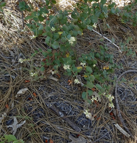 iNaturalist observation photo of Southern Honeysuckle