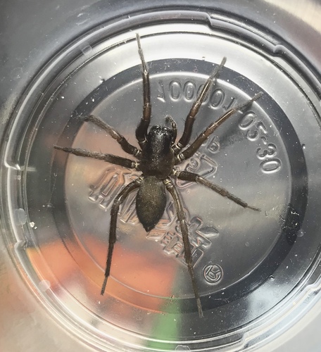 Pireneitega luctuosa