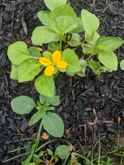 Chrysogonum