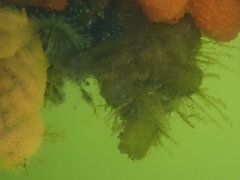 Molgula manhattensis