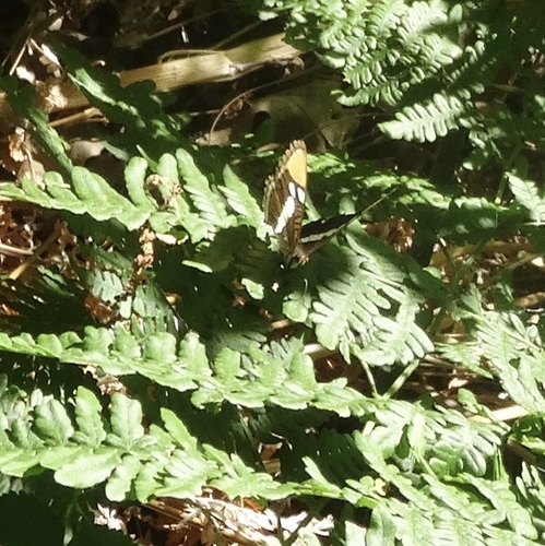 iNaturalist observation photo of California Sister