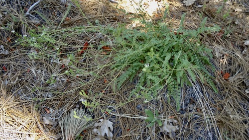 iNaturalist observation photo of Cleveland's horkelia