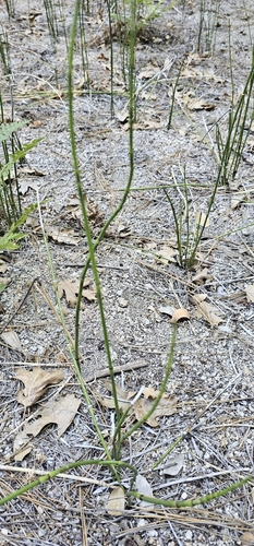 iNaturalist observation photo of smooth horsetail