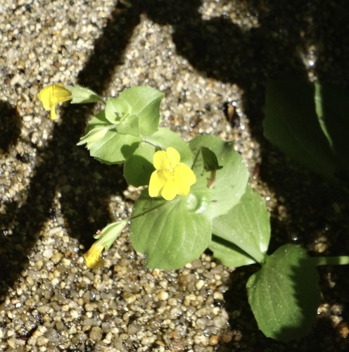 iNaturalist observation photo of seep monkeyflower