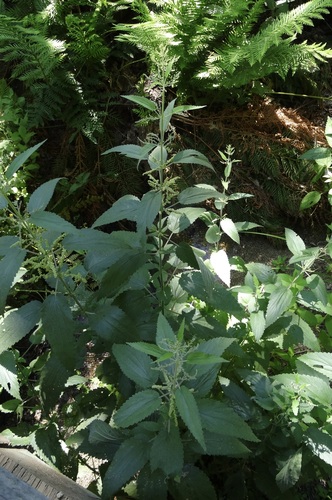 iNaturalist observation photo of slender stinging nettle