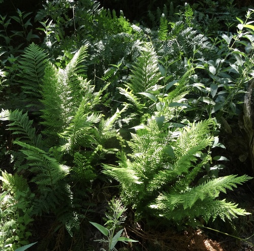 iNaturalist observation photo of giant chain fern