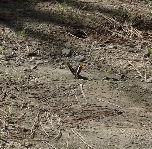 iNaturalist observation photo of California Sister