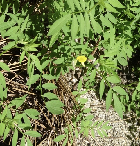 iNaturalist observation photo of streambank bird's-foot trefoil