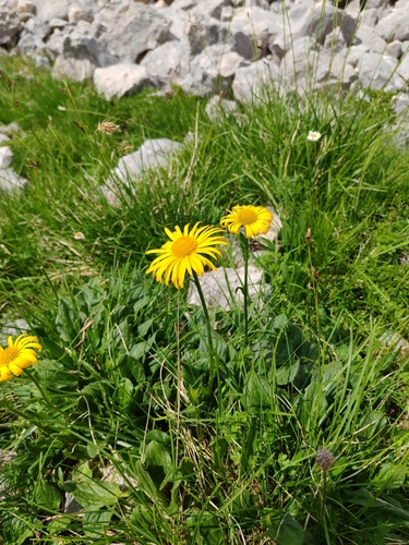 Glacier leapordsbane (Doronicum glaciale)