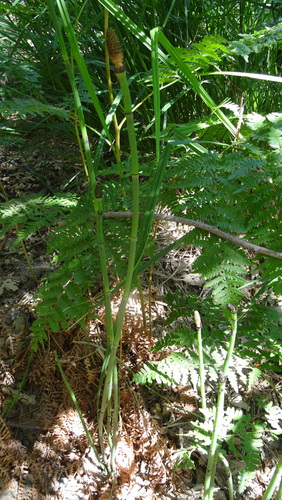 iNaturalist observation photo of smooth horsetail