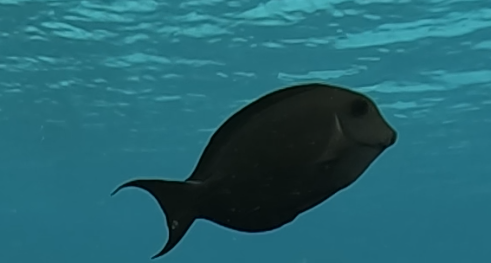 Striated surgeonfish
