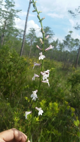 Image of Lobelia floridana by (c) Jay Horn, some rights reserved (CC BY)