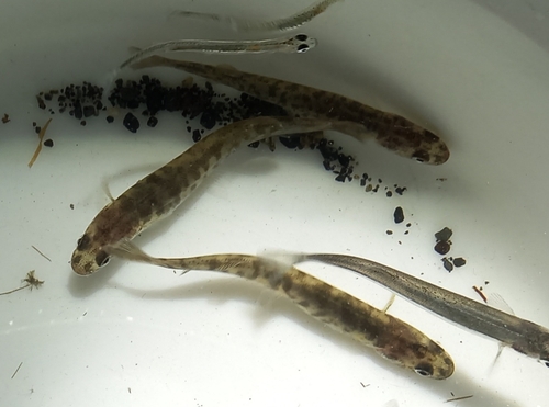 Bigmouth galaxias (Galaxias platei) — Galaxiidae — 4
