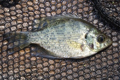 Centrarchus macropterus