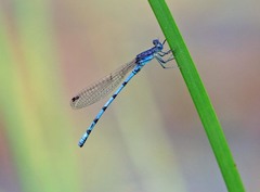 Argia nahuana