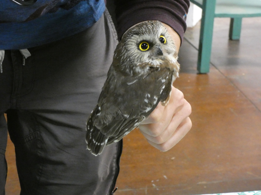 Mainland Northern Saw-whet Owl