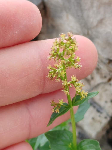 Image of Valeriana elongata by (c) Ljaž, some rights reserved (CC BY)