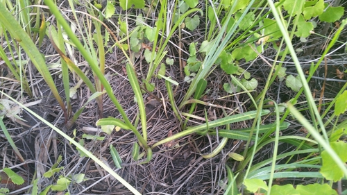Lobelia image