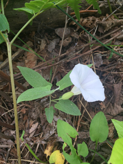 Calystegia spithamaea