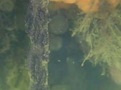 Botryllus schlosseri