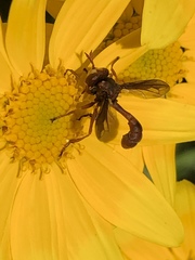 Physocephala burgessi