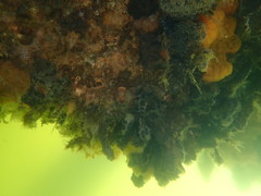 Botryllus schlosseri