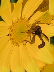 Physocephala burgessi