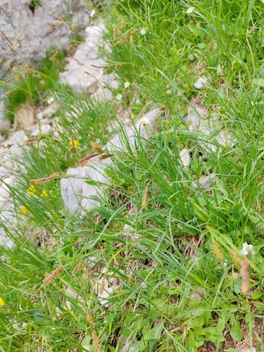 Carex austroalpina, photograph 4