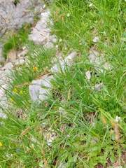 Carex austroalpina, photograph (c) Ljaž, some rights reserved (CC BY)