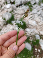 Carex austroalpina, photograph (c) Ljaž, some rights reserved (CC BY)